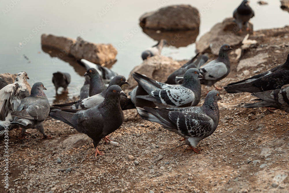 Obraz premium Pigeons