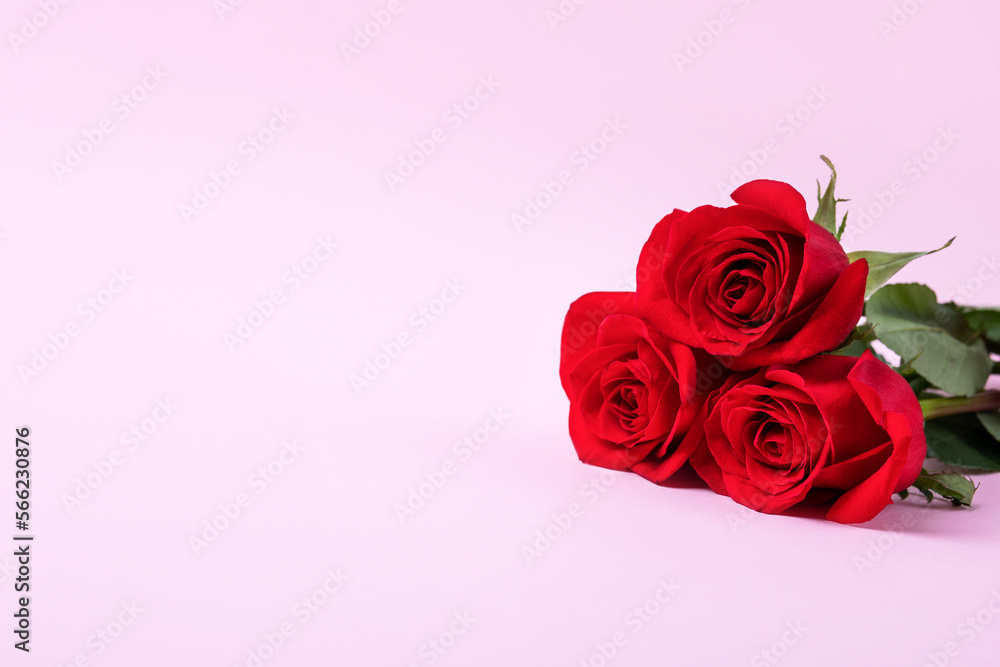 Three red roses on a purple background. Valentine's Day greeting card with a place for text Three red roses on a purple background. Valentine's Day greeting card with a place for text