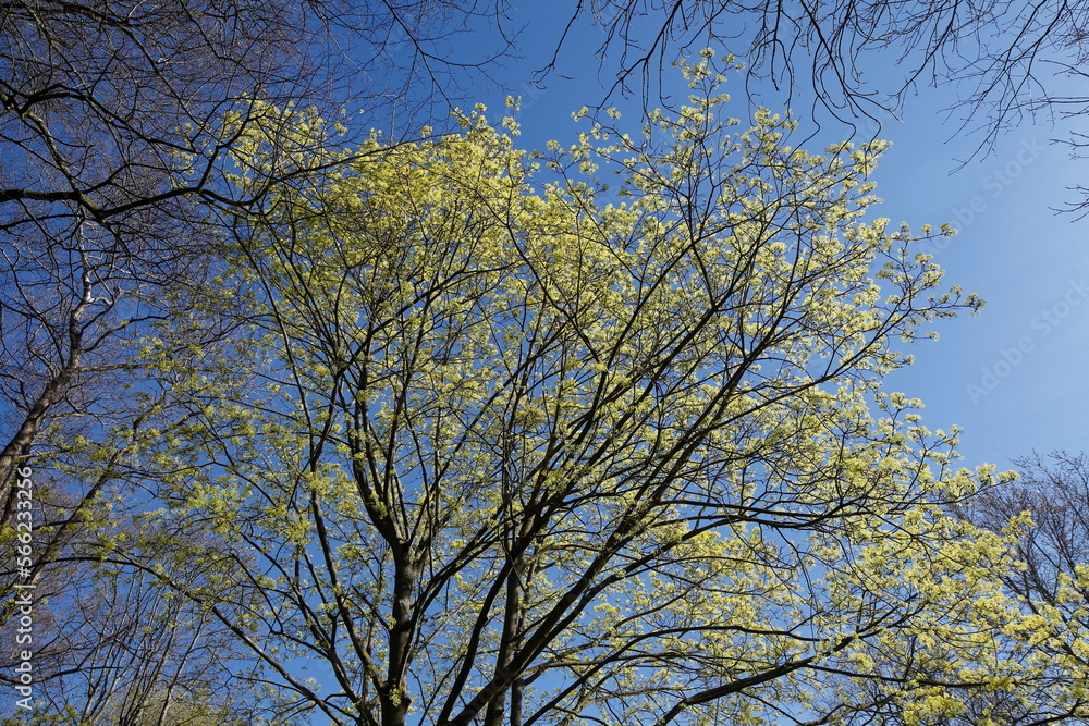 Baumkronen von Laubbäumen aus der Froschperspektive im Frühling, Blauer Himmel Baumkronen von Laubbäumen aus der Froschperspektive im Frühling, Blauer Himmel