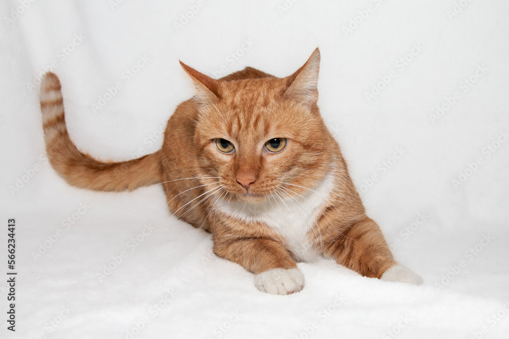 Portrait of a beautiful red cat with white paws and a white chest and expressive orange eyes. Red cat lies on a white background.