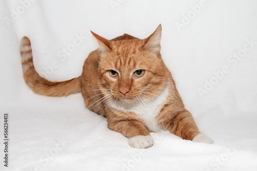 Obraz na płótnie Portrait of a beautiful red cat with white paws and a white chest and expressive orange eyes. Red cat lies on a white background. w salonie
