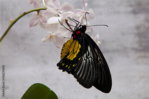 Golden Birdwing or Troides. One of the largest diurnal butterflies.