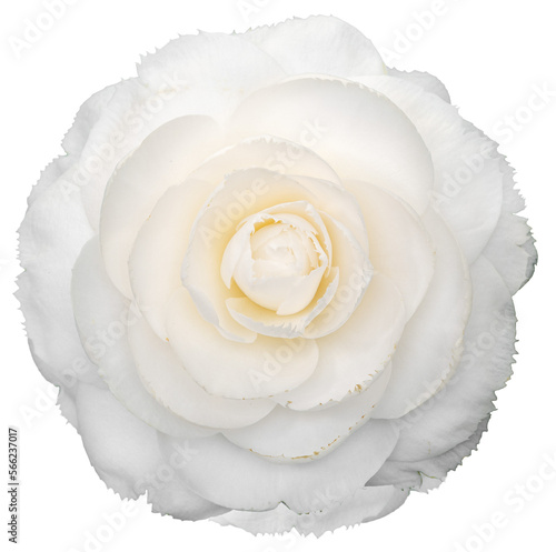 Print op canvas White camellia flower isolated