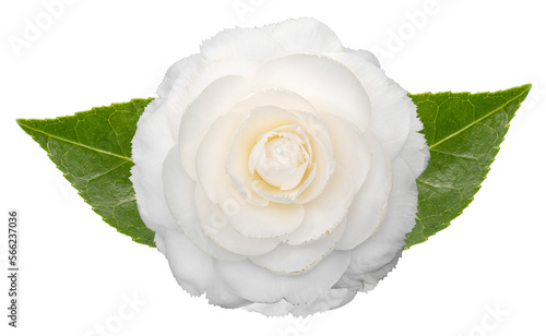 Foto White camellia flower with leaves isolated