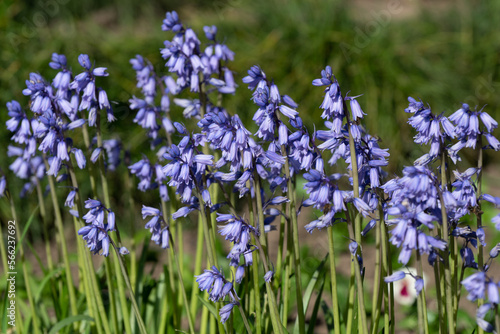 Prolesca  A genus of low perennial bulbous plants of the Asparagus family