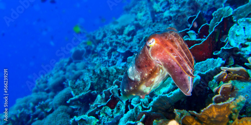 Cuttlefish, Sepia sp., Bunaken National Marine Park, Bunaken, North Sulawesi, Indonesia, Asia photo