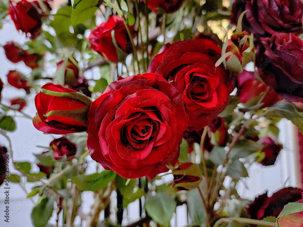 Many crimson roses were beautifully arranged. Artificial flowers made of red cloth  decorated on the plant used for home or shop decoration.Fake flowers are popular because durable and easy to care.
