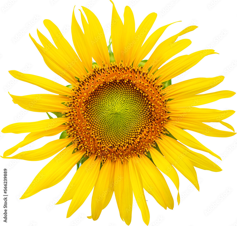 Naklejka premium Flower of sunflower isolated on transparent background ,Png file
