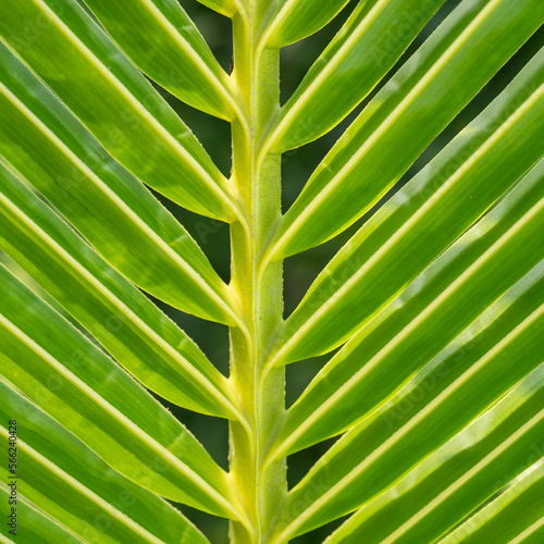 Screensaver image of tropical leaves