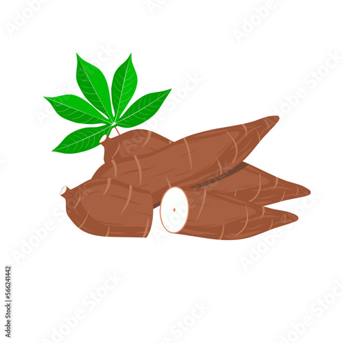 Foto Vector illustration of Cassava root (Manihot esculenta, also known as manioc) and leaves
