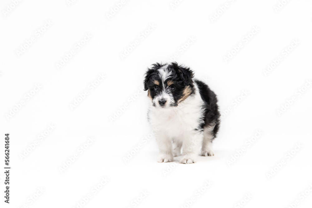 Adorable tricolor terrier puppy looking at the camera with shiny dark eyes. Isolated on white background. Little cuddle puppy