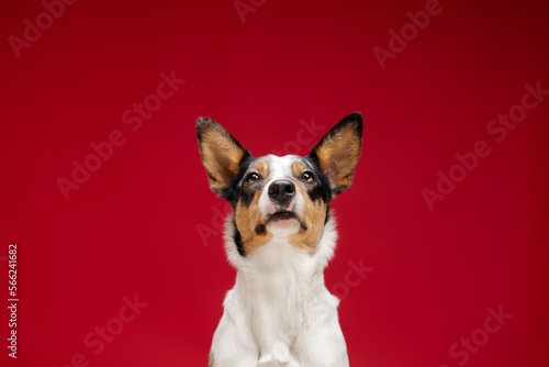 Border Collie dog on red background studio photo. Dog portrait © OlgaOvcharenko