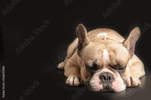 an anorexic french bulldog lying on a black background, © kwanchaichaiudom