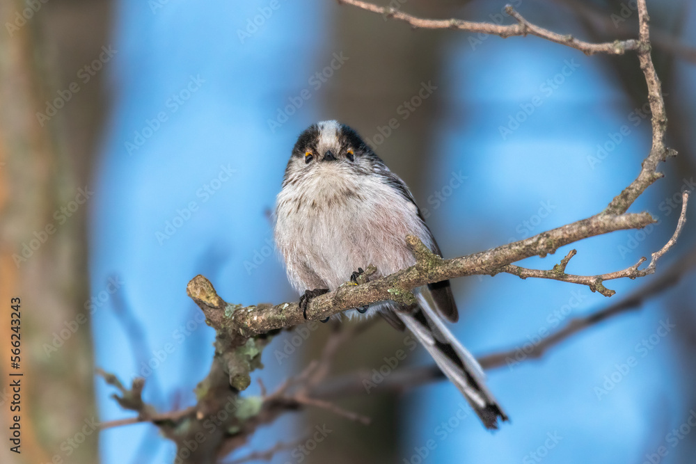 Long-tailed Tit perched on a tree branch Long-tailed Tit perched on a tree branch