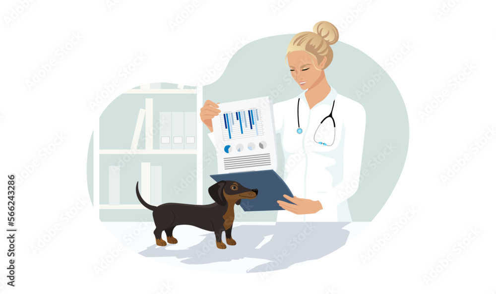 Dachshund dog at veterinary visit in medical clinic office. Black puppy not anxiety on therapy table at vet appointment of veterinarian young woman. Vector illustration isolated on white background Dachshund dog at veterinary visit in medical clinic office. Black puppy not anxiety on therapy table at vet appointment of veterinarian young woman. Vector illustration isolated on white background