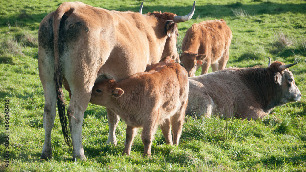 Fototapeta premium Pequeña vaca marrón mamando de la teta de su madre en pradera de hierba