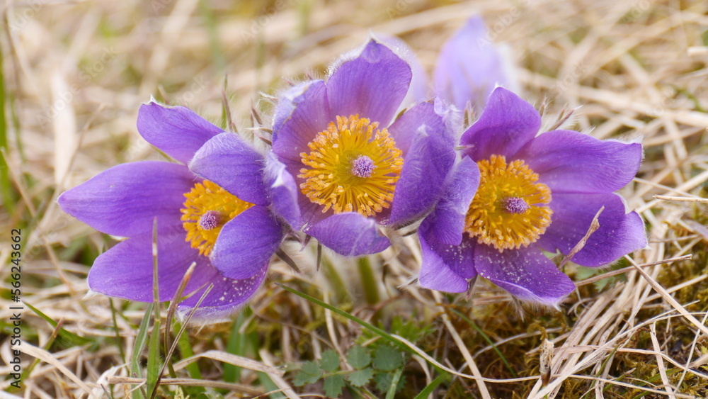 Group of pasque flowers (Pulsatilla) | early bloomers in spring Group of pasque flowers (Pulsatilla) | early bloomers in spring
