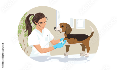 Beagle dog at veterinary visit in medical clinic office. Puppy not anxiety on therapy of bandage paw on vet appointment of veterinarian young woman. Vector illustration isolated on white background