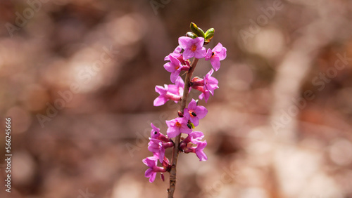 Obraz na plátně Pink flowers of February daphne (Daphne mezereum) on sunny day | early spring bl