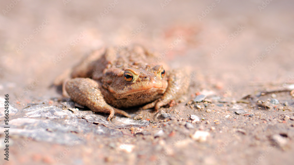 A common taod (Bufo bufo) sitting on the ground on a sunny day with slightly blured background. A common taod (Bufo bufo) sitting on the ground on a sunny day with slightly blured background.