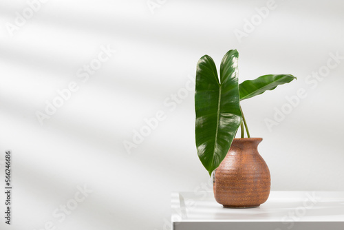 Philodendron burle-marxii in a brown vase photo