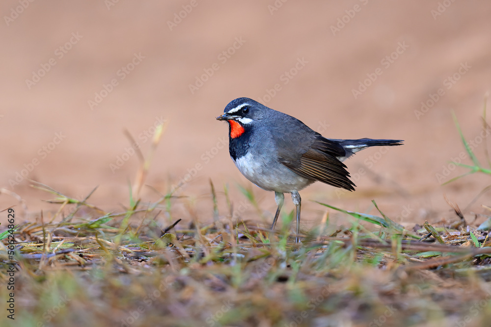 Close-up of male chinese rubythroat. Close-up of male chinese rubythroat.