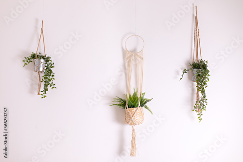 Three handmade cotton macrame plant hangers are hanging from a white wall. Pendants macrame have pots and plants inside them. Handmade macrame plant hanger, hanging green plants at home
