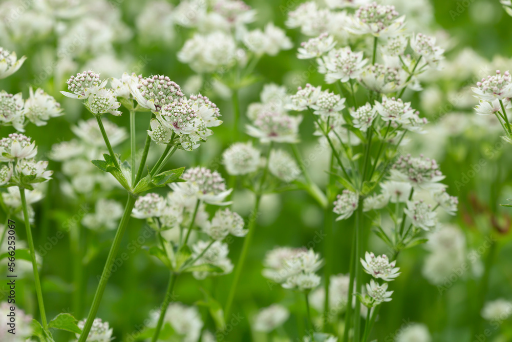 Great masterwort, Astrantia major in bloom, this flower is often cultivated in gardens Great masterwort, Astrantia major in bloom, this flower is often cultivated in gardens