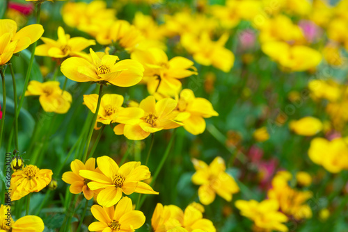 Yellow cultivated flowers blossoming photo