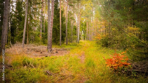 Fairy tale coniferous forest with green mossy path, Germany