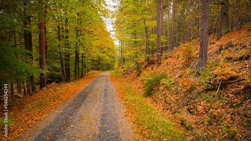 A forest road with brown fallen leaves and green trees in early autmn in Thuringia  Germany.