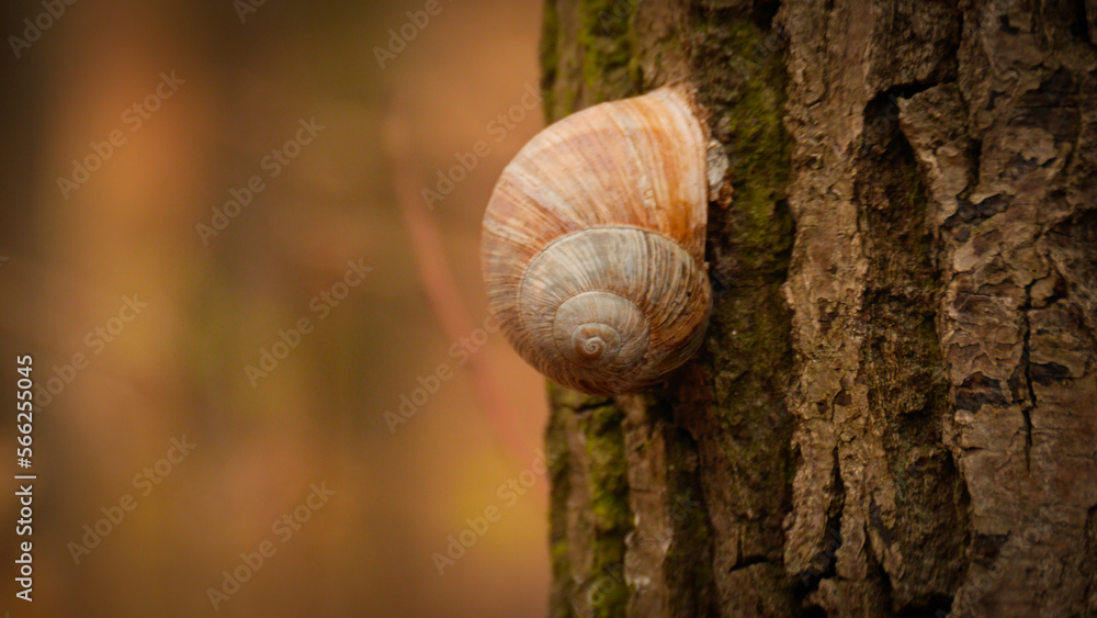 Snail shell hanging on tree bark | hiding resting Snail shell hanging on tree bark | hiding resting
