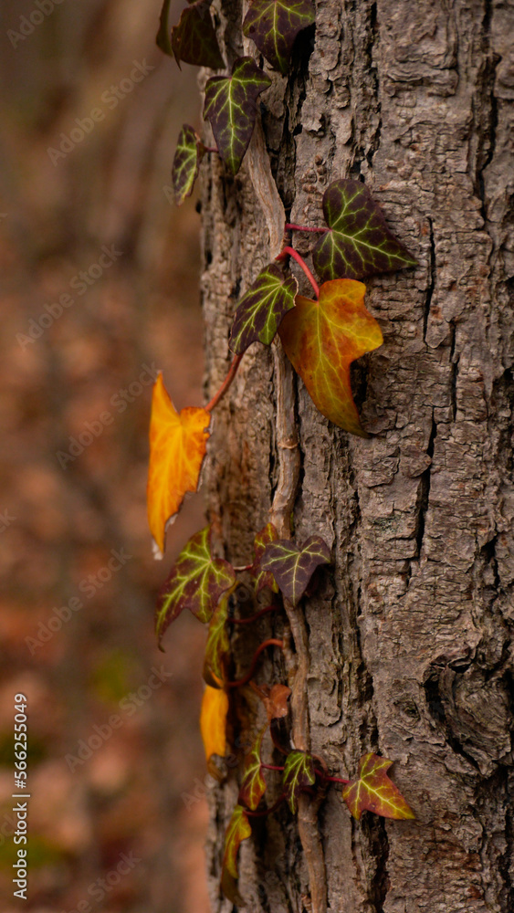Autmn mood: Ivy vines on tree bark in golden hour 
