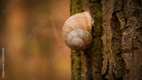 Snail shell hanging on tree bark | hiding resting