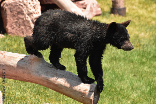 Precious Black Bear Cub on a Cut Log