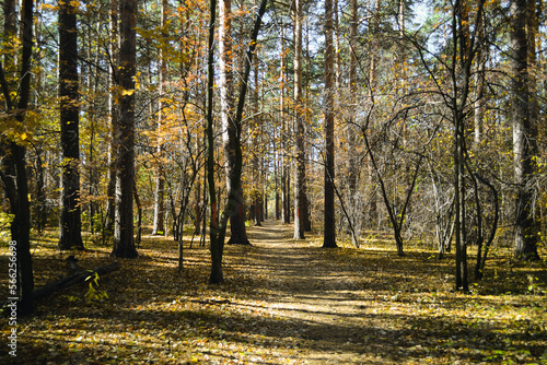 The path between the alley of tall pines in the autumn sunny forest