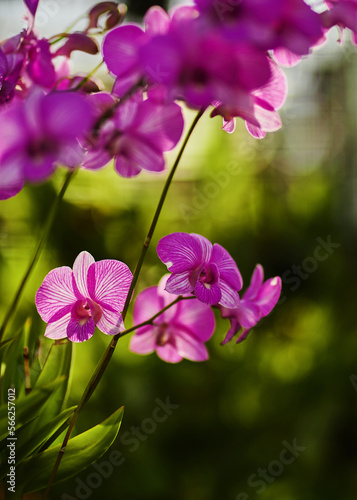 Pink orchid blossom with sunlight