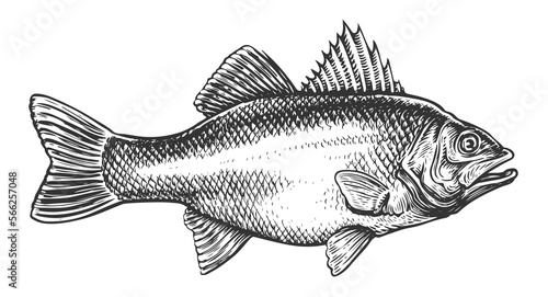 Sea bass, whole fish isolated. Fishing, seafood concept. Hand drawn sketch illustration