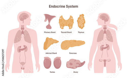 Female and male endocrine system. Human anatomy. Man and woman