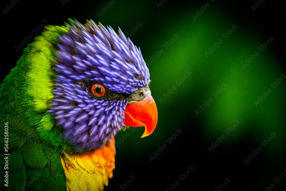 Fototapeta premium rainbow lorikeet parrot