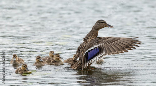American Black Duck Family
