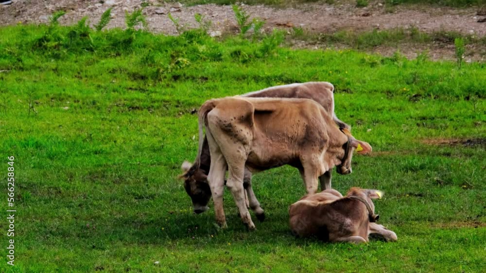 three red calfs graze in meadow, young cows against background of green pastures, bell on neck, nature, release of greenhouse gases into nature, rearing young cattle for meat and dairy products three red calfs graze in meadow, young cows against background of green pastures, bell on neck, nature, release of greenhouse gases into nature, rearing young cattle for meat and dairy products