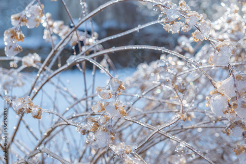 plant covered with ice in winter and blured landscape