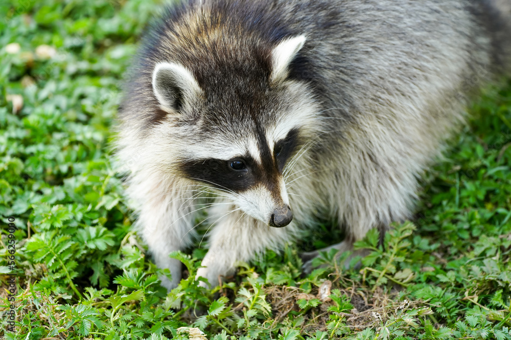 Raccoon is sitting on the ground. Procyon lotor.
Raccoon is sitting on the ground. Procyon lotor.