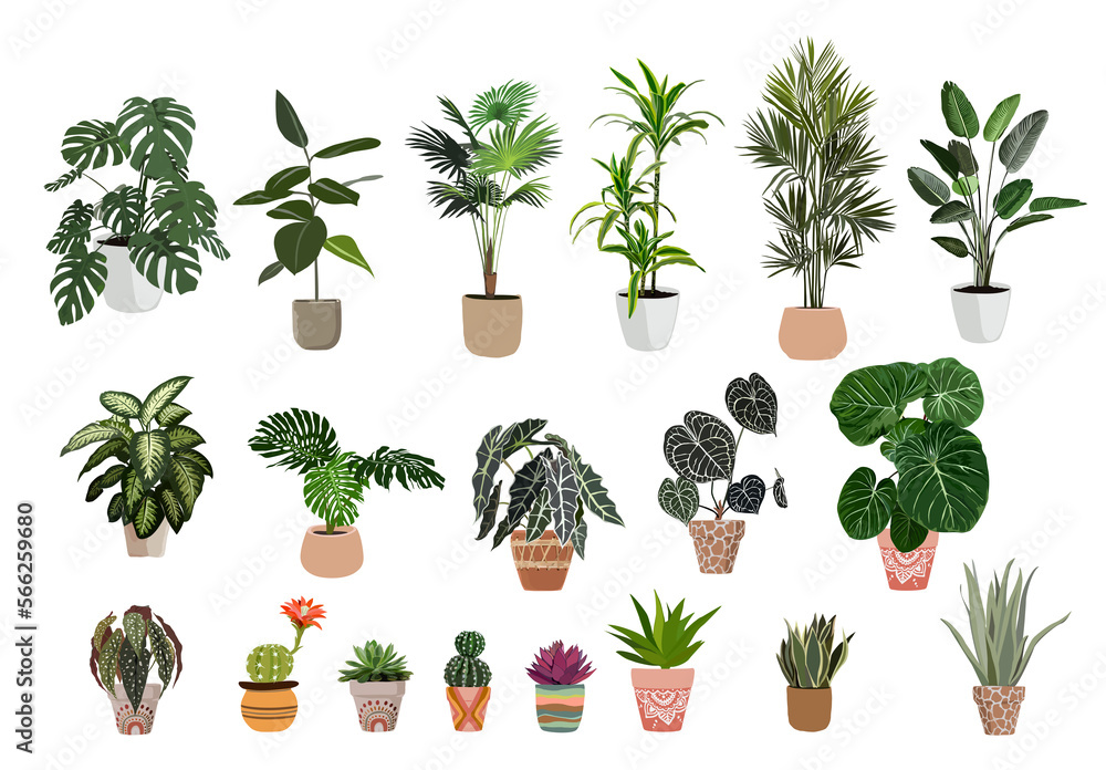 Indoor plant realistic illustration big set. Bundle of Realistic potted
