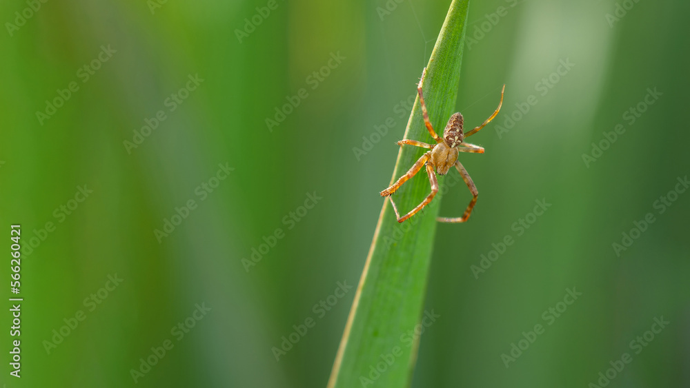 A Spider on leaf in the garden summertime A Spider on leaf in the garden summertime