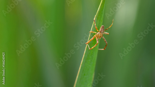 A Spider on leaf in the garden summertime