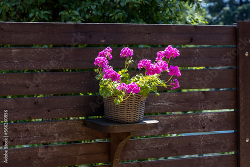 A pot of flowers on a wooden fence as a decoration