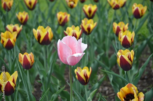 singularity field of tulips 