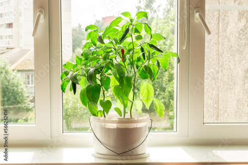 Chili pepper plant on the windowsill